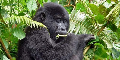 4 Tagoj Privata Buĝeta Gorila Vojaĝo kaj Golden Monkey Trek de Kigali en Ruando (2026 - 2027)