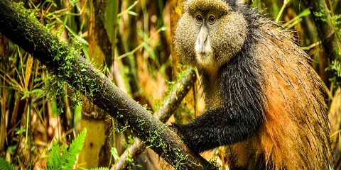 Excursió privada de 3 dies a Bwindi Goril·les i Golden Monkeys de gamma mitjana des d'Entebbe a Uganda (2026 - 2027)