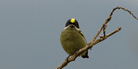 4-daagse privé Bavindi Gorillas middenklasse safari vanuit Kampala in Oeganda (2026 - 2027)