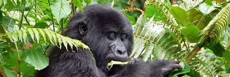 Golden Monkey Trekking - Mgahinga Gorilla National Park