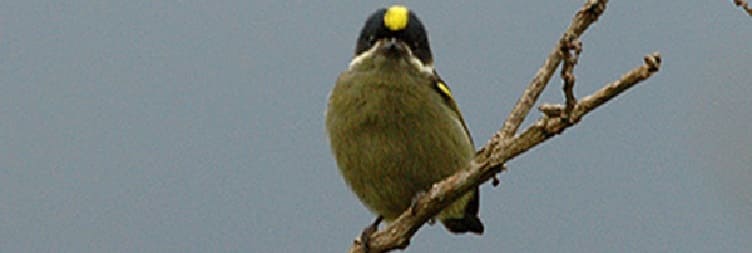 Gorilla Trekking & Leisure