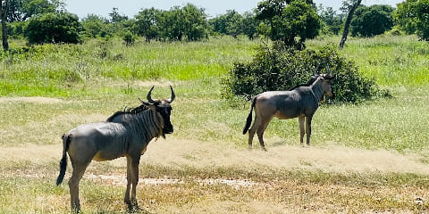 10 روز سافاری میان رده خصوصی با قطار Sgr از دارالسلام در جنوب تانزانیا (2026 - 2027)