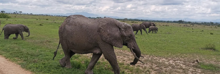  Mikumi National Park  To  Dar es Salaam