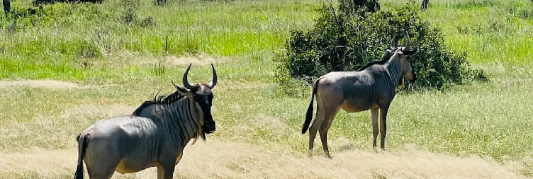 Drive from Mikumi to Ruaha National Parks by Safari Jeep