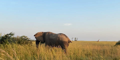 8 Days Private Gorilla i Big 5 Luxury Safari iz Entebea u Ugandi (2026. - 2027.)