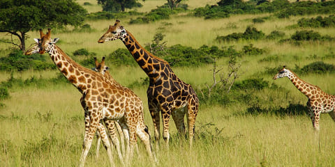 4 Maalmood Kooxda Ugaandha ee Range Primate & Duurjoogta Safari ee Entebbe (2026 - 2027)