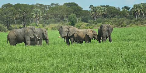 8 Days Primate Private Safari srednjeg dometa iz Entebbea u Ugandi (2026. - 2027.)