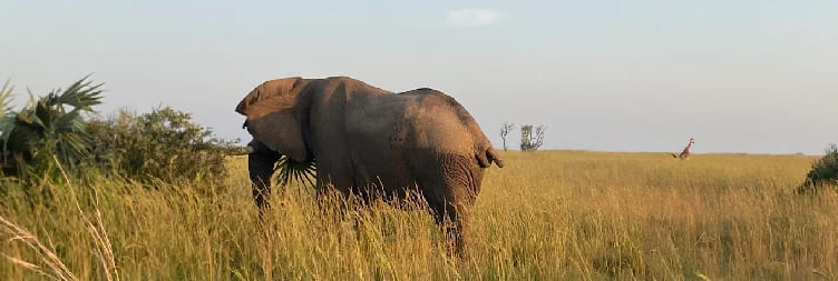 Transfer to Murchison Falls National Park via Ziwa Rhino Sanctuary