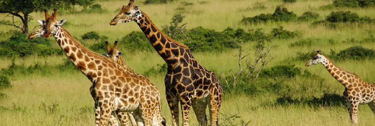 මර්චිසන් දිය ඇල්ල ජාතික වනෝද්‍යානය වෙත මාරු කරන්න (සිවා සහ ඇල්ලේ මුදුනේ රයිනෝ ට්‍රෙකින්ග්).