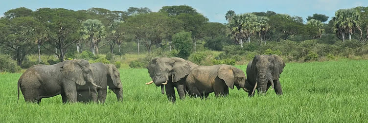 Murchison Falls Game Drive & Nile Boat Cruise