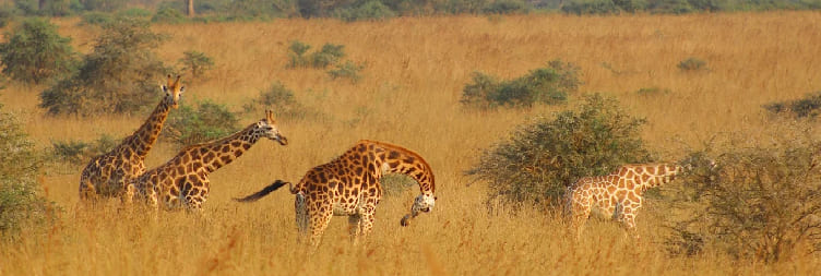 Transfer to Murchison Falls National Park (Rhino Trekking at Ziwa & Top of the Falls )