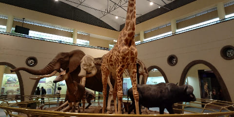 Perjalanan Kunjungan Pribadi Museum Nasional Nairobi 1 Hari dari Nairobi, Kenya