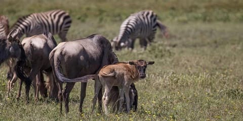 2 Lá Só Cuil Isteach Eitilt Amach ó Dheas Serengeti Ndutu Imirce Safari (Séasúr laonna), An Tansáin