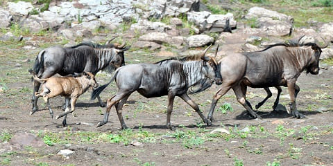 5 ngày di cư về phía Nam Serengeti Ndutu Bay đến Safari tầm trung ở Tanzania