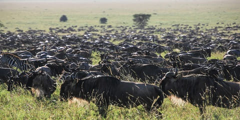 Serengeti De Serengeti Ymfudo 5-Day a Ndutu Mudo Mis Mêl yn Tanzania