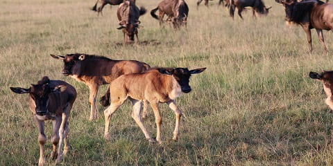 South Serengeti National Park (Calving Season in Ndutu)
