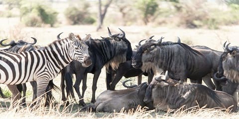 6 Ditë Safari luksoze për Migrimin e Serengetit Jugor (Ndutu) në Tanzani