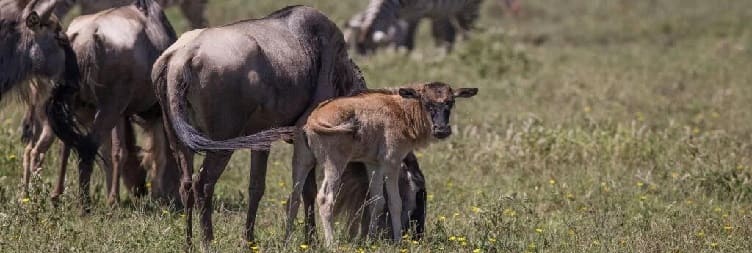 Southern Ndutu to Central Serengeti National Park