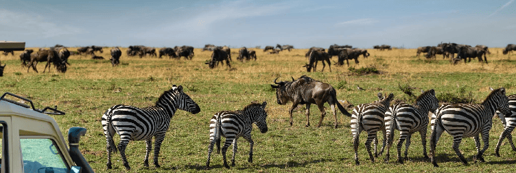 Full Day Game Drive Safari in Ndutu Area