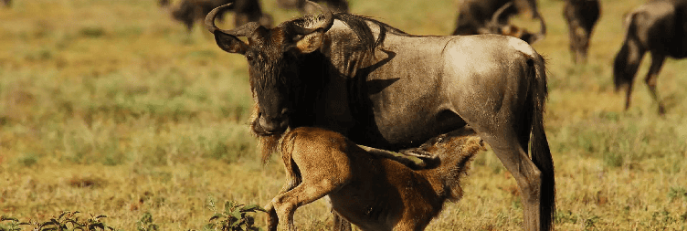 Karatu ή Mto wa Mbu προς Νότια περιοχή Serengeti – Ndutu