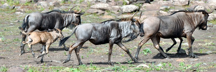Περιοχή Ndutu + Επίσκεψη στο χωριό Maasai
