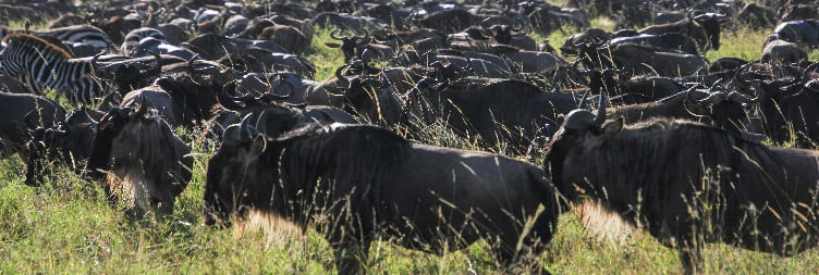 Full Day Game Drive Safari in the Ndutu Area
