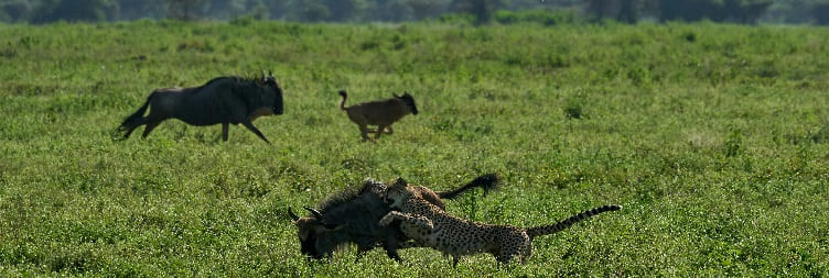 Serengeti National Park (Ndutu) to Central Serengeti National Park