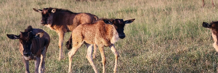 Full Day Game Drive Safari at Ndutu Area