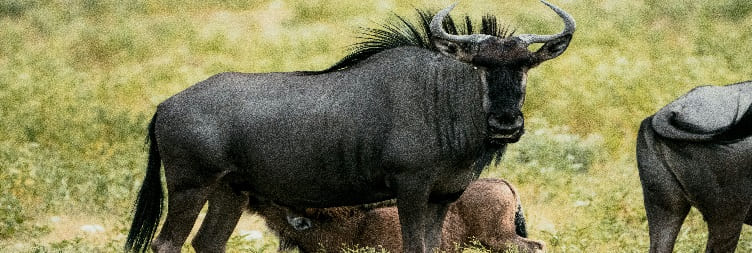 Moshi to Ndutu (Southern Serengeti National Park)