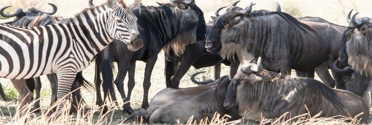Southern Serengeti National Park (Ndutu) to Central Serengeti National Park