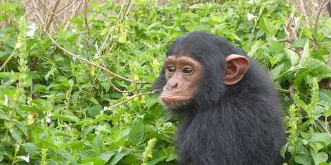 1 Day Private Ngamba Island Chimpanzee Trip from Kampala, Uganda