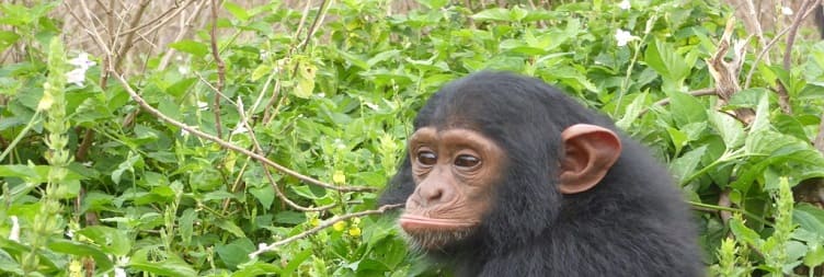 Ngamba Island Chimpanzee Day Trip