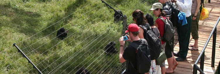 Ngamba Island Chimpanzee Day Trip