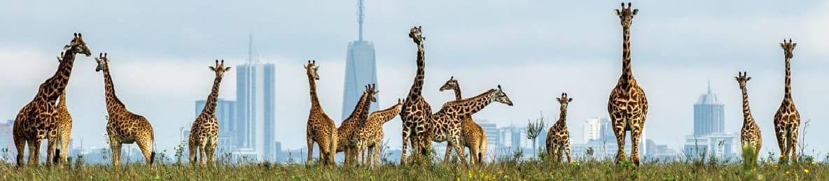 10-Day Kenya Safari – Complete Guided Itinerary with Everything You Need to Know safari banner
