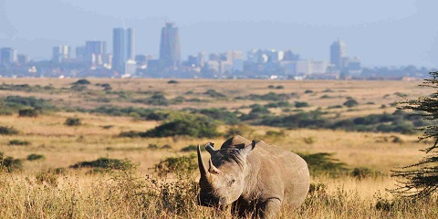 10-Day Kenya Safari – Complete Guided Itinerary with Everything You Need to Know