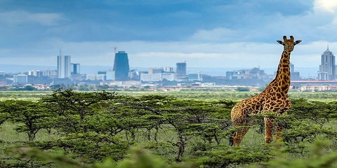 سافاری پارک ملی 1 روزه خصوصی نایروبی از نایروبی، کنیا (2026 - 2027)