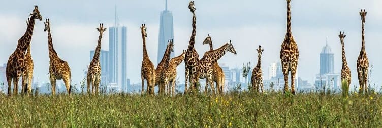 From Nairobi to Nairobi National Park