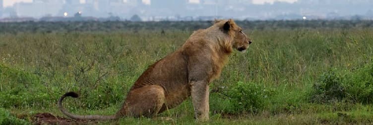 Nairobi to Nairobi National Park
