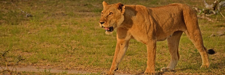 Full Day Game Drive Safari in Selous Game Reserve