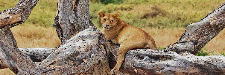 Early Game Drive & Return to Dar es Salaam