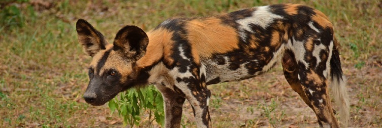 Walking Safari + Optional Boat or Game Drive