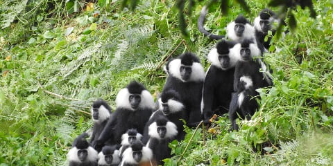 5-дневни приватни сафари са горилама и шимпанзама из Кигалија у Руанди (2026. - 2027.)