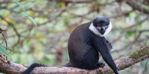 9 Taga Meznivela Gorila Trekking-Ekskurso de Kigali en Ruando (2026 - 2027)