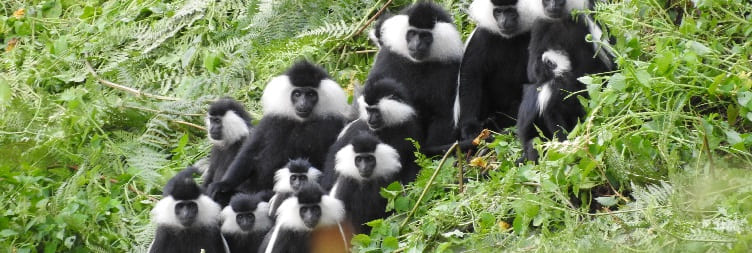 Chimpanzee Tracking & Canopy Walk in Nyungwe