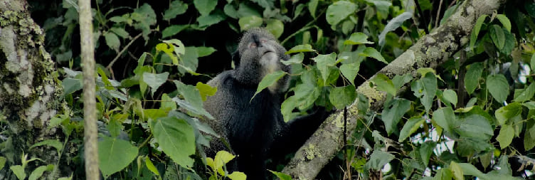 Chimps Tracking & Canopy Walk – Nyungwe Forest