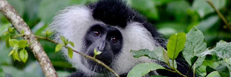 Chimpanzee Tracking & Canopy Walk in Nyungwe