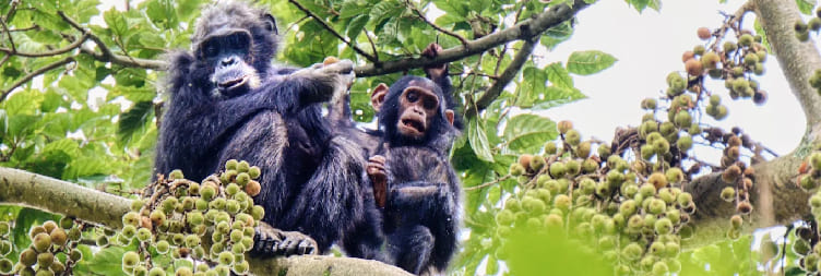Transfer to Nyungwe Forest National Park
