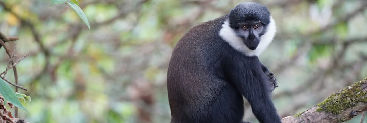 Transfer to Nyungwe Forest National Park