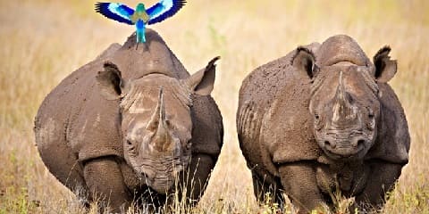 2-Day Ol Pejeta Conservancy Safari in Kenya, Africa During the AFCON 2027 from Nairobi