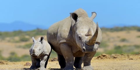 2-Day Ol Pejeta Conservancy Safari – Guided Wildlife Experience with a Professional Local Guide from Nairobi